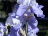 iris-two-tone-blue