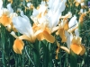 iris-yellow-and-white