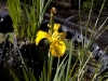 iris-yellow-water