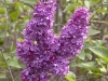 lilacs-french