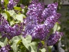 lilacs-lavender