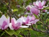 magnolia-blossoms