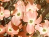 pink-dogwood-blossoms