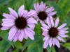 purple-cone-flower