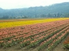 tulip-field