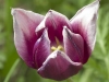 tulip-maroon-and-white