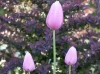 tulips-3-pink
