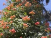 vine-flowering-orange