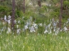 common-camas-patch