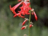 hummingbird-trumpet-flower