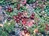 low-bush-cranberries