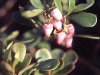 low-bush-cranberry-blossoms