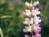 lupine-mixed-colors