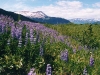 lupines-and-mountains