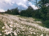 oxeye-daisies-field