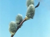 pussy-willow-blooms