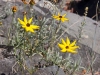 yellow-wild-flowers
