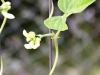green-bean-blossom