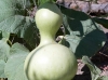 birdhouse-gourd
