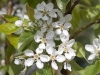 pear-blossoms