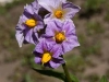 potato-blossom-lavender