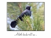 birthday-blackbird