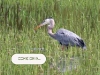 fishing-heron