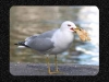 thank-you-seagull