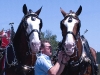 clydesdale-team