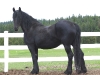 friesian-black-mare