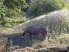 horse-in-sprinkler