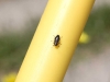 beetle-small