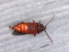 beetle-with-orange-underside