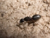black-carpenter-ant-worker