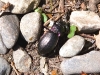 european-ground-beetle