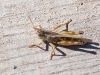 grasshopper-2