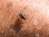 green-bottle-fly