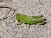 green-grasshopper