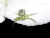 green-spider