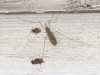 long-legged-fly