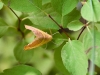 orange-moth