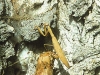 praying-mantis-male