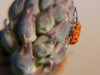 spotted-asparagus-beetle