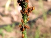 spotted-asparagus-beetles