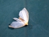 white-moth