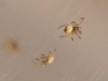 yellow-spiders-hatching-4