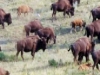 buffalo-herd