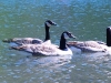 canadian-geese