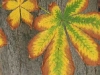 etched-leaves