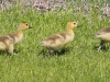 goslings-in-a-row
